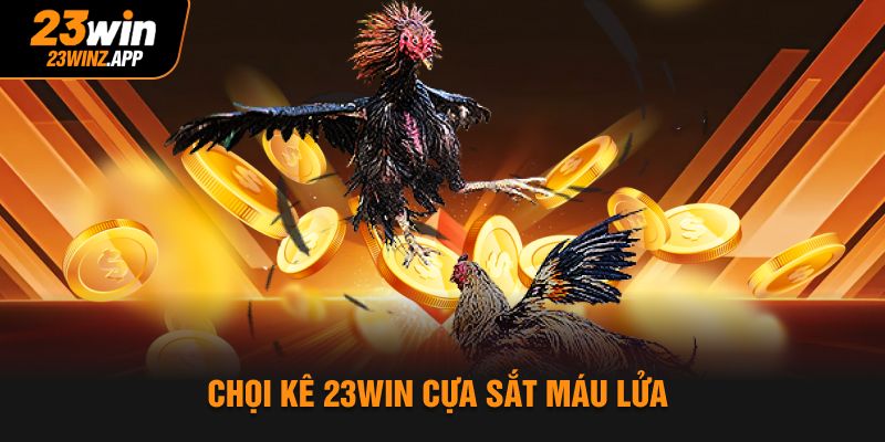 Chọi kê 23Win cựa sắt máu lửa