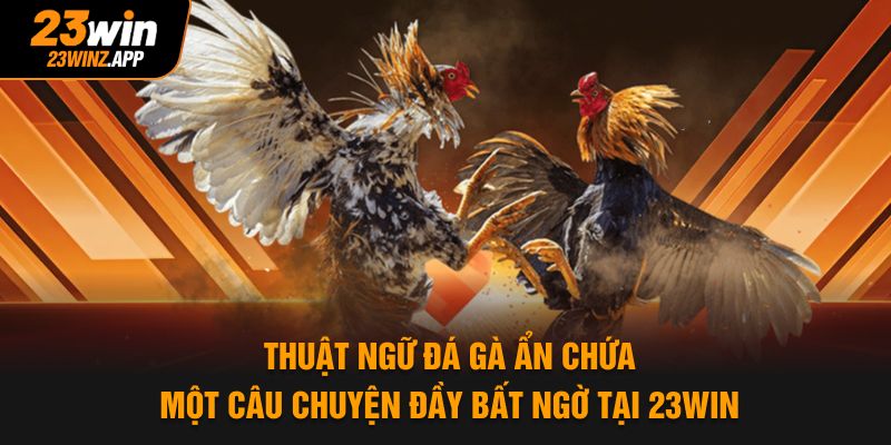 Thuật ngữ đá gà ẩn chứa một câu chuyện đầy bất ngờ tại 23Win
