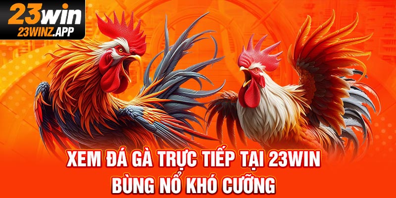 Xem Đá Gà Trực Tiếp Tại 23Win - Bùng Nổ Khó Cưỡng
