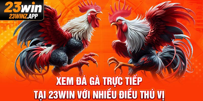 Xem đá gà trực tiếp tại 23Win với nhiều điều thú vị